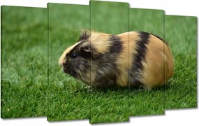 Vászonkép 100x60 Tengerimalac