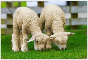 Poszterek 200x135 Gyapjú barátok