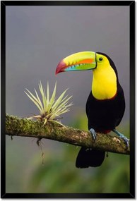 Poszterek keretben 40x60 Madarak