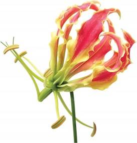 Fotótapéta Glorioza vinil egzotikus virág modern dekoráció 416x254 +ragasztó