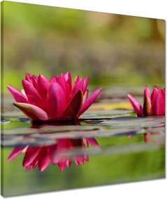 Vászonkép 50x50 Vízi liliom
