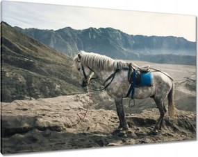 Vászonkép 100x70 Ló expedíció a hegyekbe