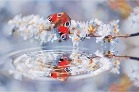 Fotótapéta Pillangó a tavasz virágán finomság 254x184 A természet szépsége +ragasztó