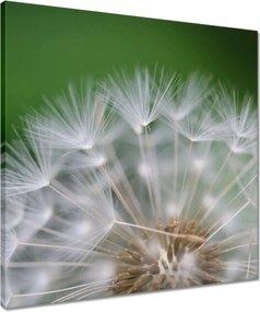 Vászonkép 50x50 Pitypang Virág Virágok