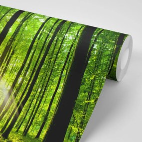 Fototapeta erdő frissessége