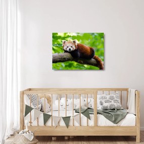 A vörös panda képe (üvegen) (70x50 cm)