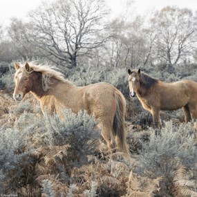 Poszter 20x20cm Lovak a vadonban, Assaf Frank