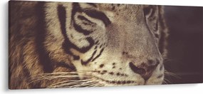 Tigris képe (120x50 cm)