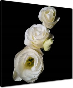 Vászonkép 50x50 Eustoma russellianum