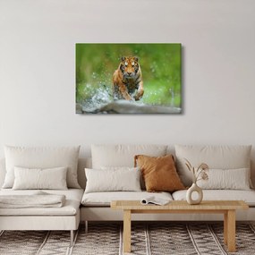 Kép - Futó tigris (90x60 cm)
