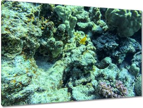 Festmények 120x80 Víz alatti világ a zátonyon