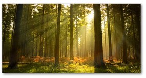Akril üveg kép Forest a nap oah-27621934