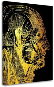 Gario Vászonkép Arany anatómia, oldalsó arc - Gab Fernando Méret: 40 x 60 cm
