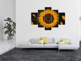 Kép - Napraforgók és a virágszirmok (150x105 cm)