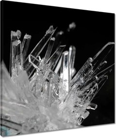 Vászonkép 50x50 Makrofotó MacroFoto