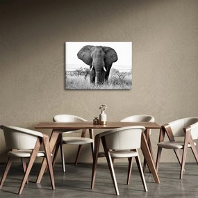 Kép - Afrikai elefánt II. (70x50 cm)