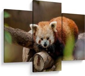 Vörös panda képe (90x60 cm)