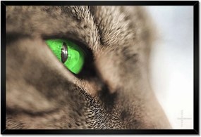 Poszterek keretben 60x40 Macska tekintet