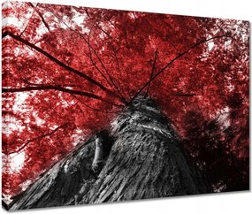 Vászonkép 40x30 mamutfenyő Magas fa