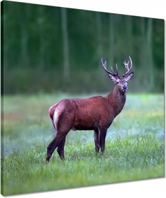 Vászonkép 50x50 Szarvas Erdő Tájkép