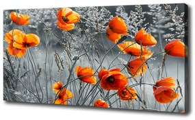 Vászonkép nyomtatás Vadvirágok pipacsok oc-102051759
