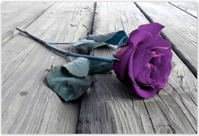Poszterek 200x135 Lila rózsa padló
