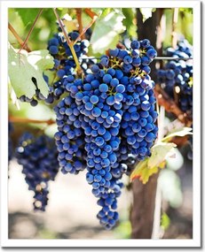 Poszterek keretben 40x50 Bor Szőlő Pincészet