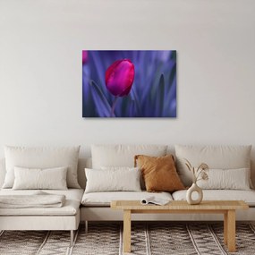 Tulipán bimbó képe (70x50 cm)