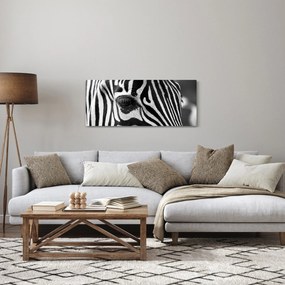 Zebra képe (120x50 cm)