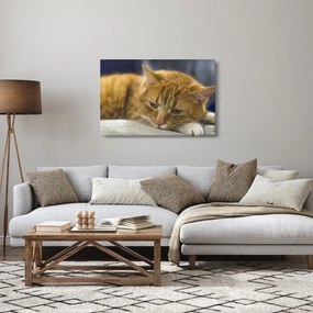 Macska képe (90x60 cm)