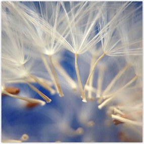 Poszterek 100x100 Pitypang Virág Virágok