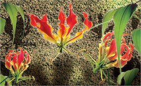 Fotótapéta Gloriózis Virágok Egzotika hálószoba nappali 254x184 +ragasztó