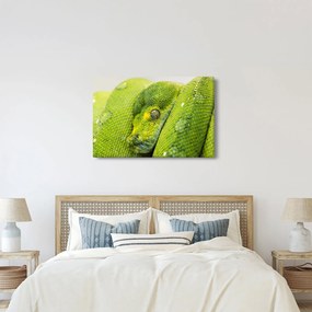 Kígyó képe (90x60 cm)