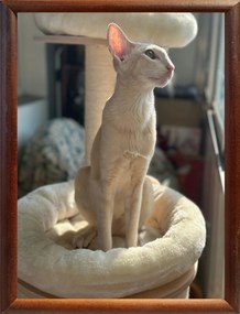 Képkeret felállításhoz és felakasztáshoz 15X21 barna fa 15 mm