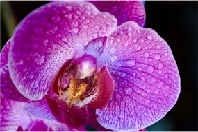 Részletes kép az orchidea virágról (90x60 cm)