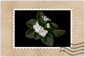 Poszterek 120x80 Fehér jázminvirág