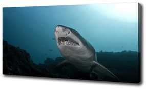 Vászonkép Nagy cápa oc-120086004