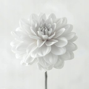 Poszter 30x30cm Dália virág fehér alapon, Assaf Frank