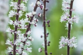 Poszter 30x20cm Virágok Actaea, Assaf Frank