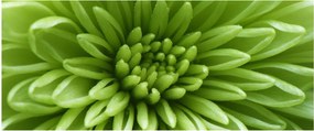 Kép - Makro kép egy növényről (120x50 cm)
