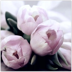 Poszterek 100x100 Tulipánok Virágok