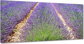 Festmények 120x60 Levendula