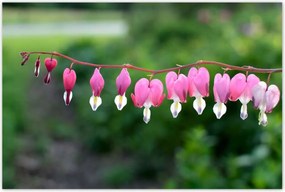 Poszterek 120x80 Mária szíve