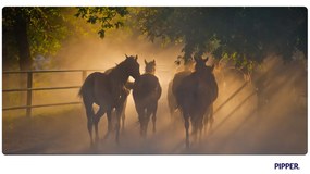 PIPPER. Öntapadós textiltapéta "Lovak 2"