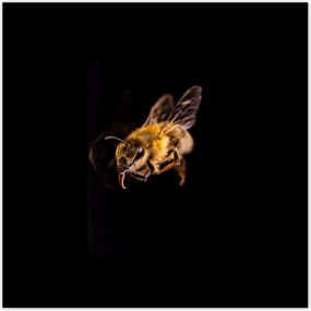 Poszterek 140x140 Halott mézes méh