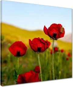 Vászonkép 40x40 Piros pipacs Virágok Hegyek