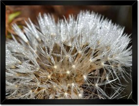 Poszterek keretben 40x30 Pitypang Virág Virágok
