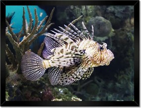 Poszterek keretben 40x30 Víz alatti élet Halak