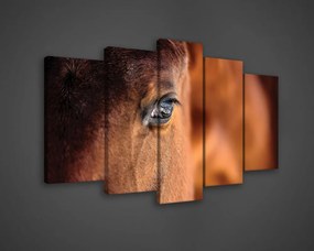Vászonkép 5 darabos, Ló közelről 100x60 cm méretben