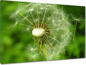 Vászonkép 120x80 Pitypang Virág Virágok